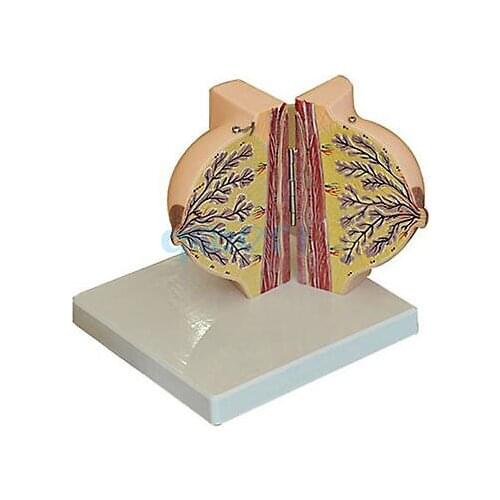 Human Feminine Stationary Phase Breast Model Anatomy Gynecology Teaching