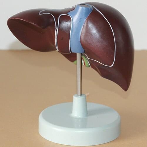 Medical liver anatomical model hepatic portal gallbladder bile duct structure gallbladder model