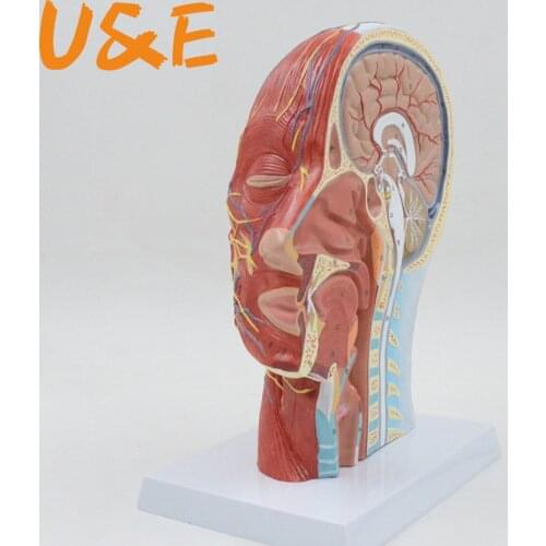 Sagittal Plane 1:1 Human Head Skeleton Neck Vessel nerve blood brain human Anatomical Half Head Face Anatomy anatomy model