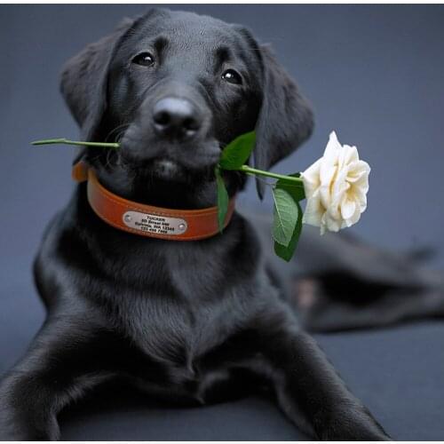 Personalized Dog Collar for Large Dogs Tag Engraved Custom Address tags for Dog Collar Harness for Pitbull Pug Pets Products