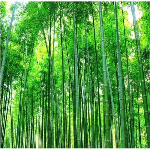 Dropshipping Colomac 3d Custom Wall Paper Nature Landscape Bamboo Wallpaper Green Wall Paper for Living Room Papel De Parede