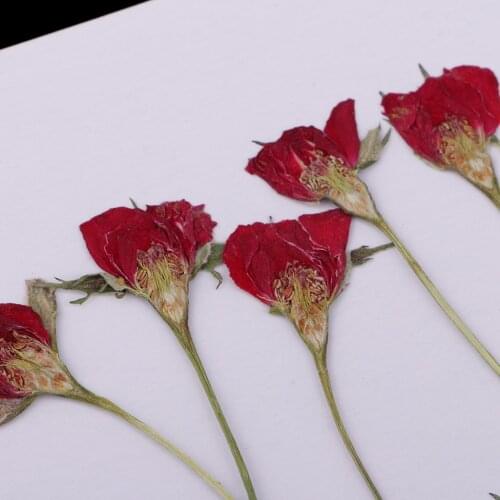 10pcs Natural Real Dried Flower Rose For DIY Christmas Wedding Card Making