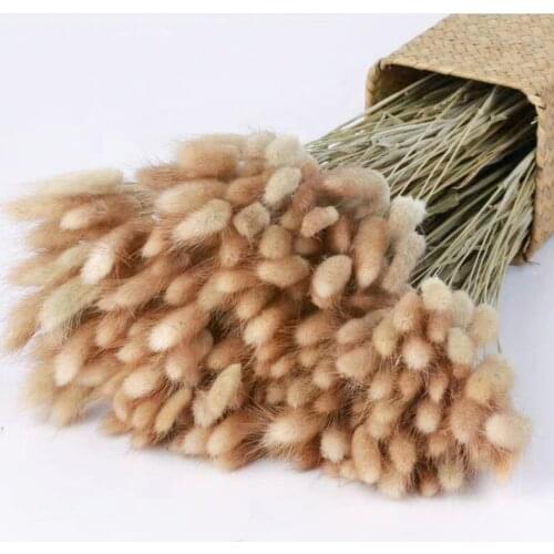 Rabbit Bunny Tail Natural Dried Flower Pampas Grass Bunch Real Bouquet Flower for Photo Props Flores Home Wedding Decoration