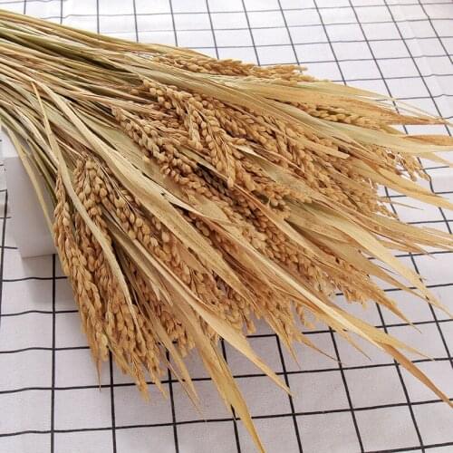 50/100 Pcs Real Dried Small Pampas Grass Wedding Flower Bunch Natural Plants Home Decor Real Plant Phragmites Flower Ornamental