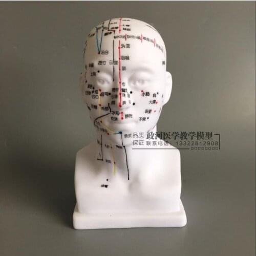 Head acupuncture point teaching model Acup-Point Human Head Model