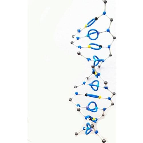 DNA double helix Molecular Structure model Deoxyribonucleic acid bio-genetic 10 Base Pair Layer Kit Biology teaching Utensil
