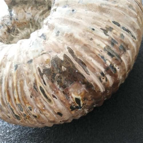 7.58kg! NATURAL HUGE ECHIOCERAS AMMONITE FOSSIL CONCH Africa Wholesales Price, Free Shipping