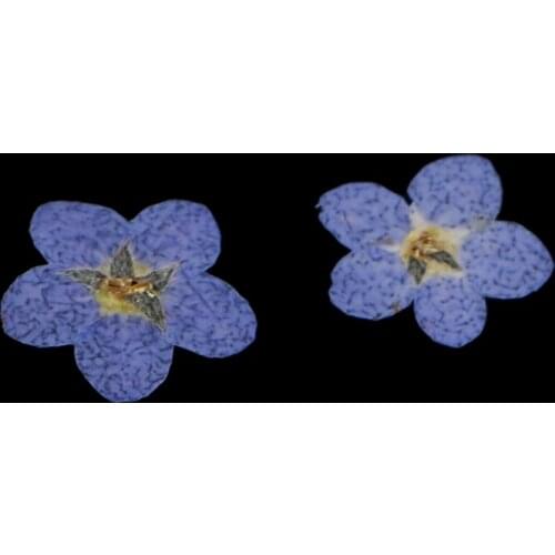 1 Bag Natural Pressed Flowers DIY Scrapbook Cards Epoxy Resin Casting