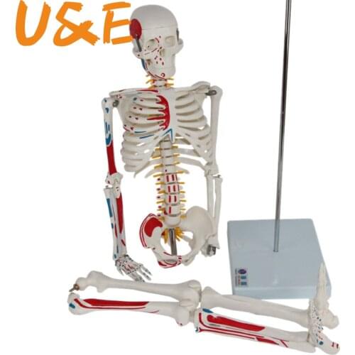 Medical 85CM human skeletal muscle start and stop point neural model small needle scalpel human skeleton model MGG206