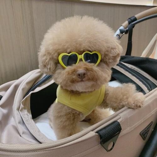 Dog Accessories PAWSMOMENT China