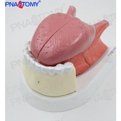 Simulation human tongue tooth model oral muscle anatomical model medical stomatology gastroenterology specimens