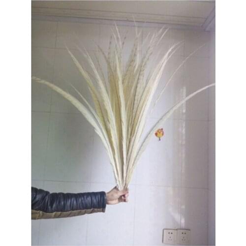 DHL delivery 3-7 days to arrive, 50 pc quality off white natural Pheasant feathers, 90-100cm, DIY jewelry decoration
