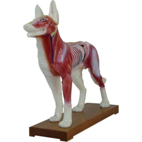 Dog Acupuncture and moxibustion model Dog acupuncture points model teaching dog anatomy model