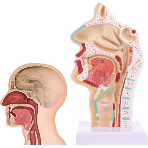 Human Anatomical Nasal Cavity Throat Anatomy Model Teaching Tool