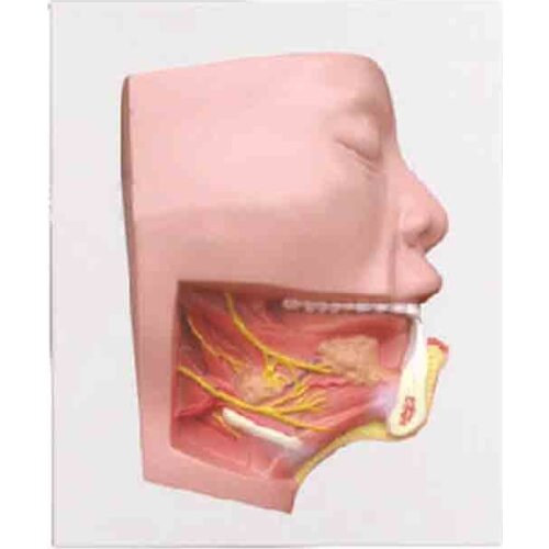 A triangular anatomical model of the lower jaw