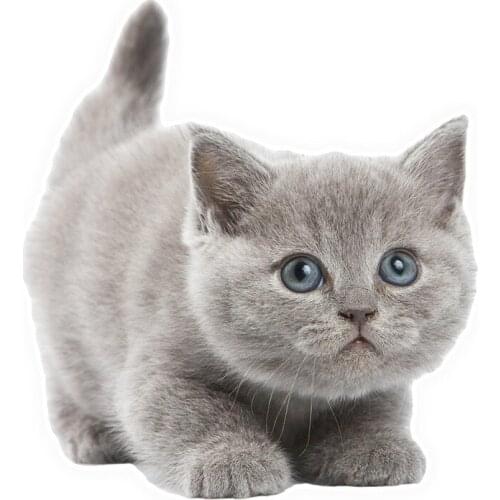 Hot Sell Personality Lovely Cat Car Stickers Accessories Motorcycle Sunscreen Waterproof PVC 14cm *13cm