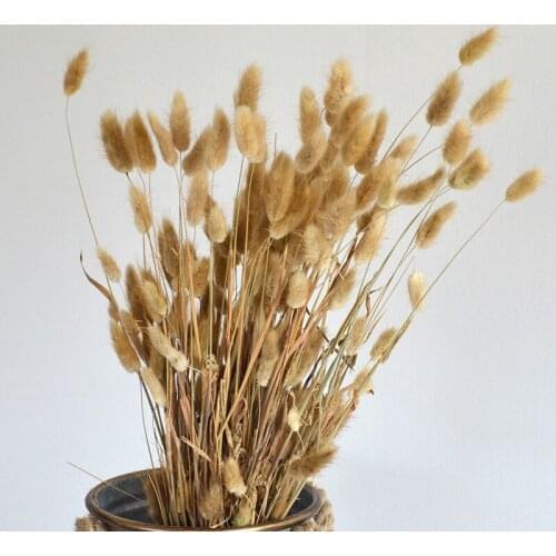 50 Pcs Dried Flower Grass Decoration Photography Props for Home Store Wedding CLH@8