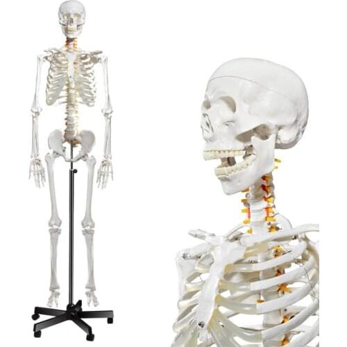 170cm Human Anatomical Anatomy Skeleton Model Human Skeletal Model and Nervous System Model Medical Learn Aid Anatomy