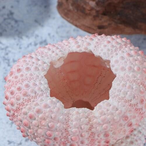 10Pcs Natural Sea Urchin Shell Air Plant Sea Urchin Shell Planter Pot Tabletop Decoration Ornament