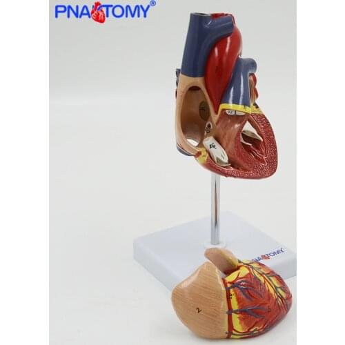 Life size human heart model anatomical model medical organ teaching model medical science teaching resources