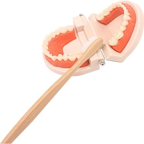 Montessori Toddler Tooth Toy Practical Life Simulated Material Brushing Tooth Teaching Aids Real Bamboo Brush with Wooden Tray