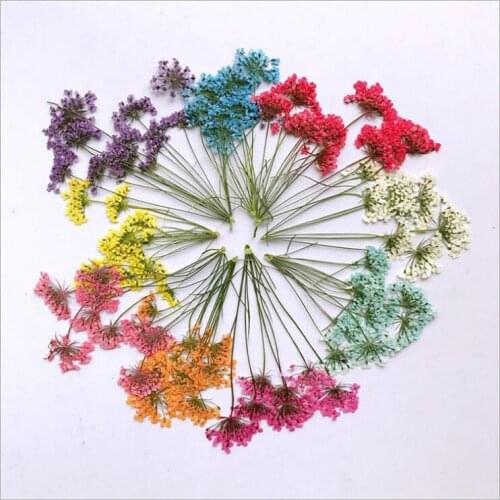 DIY Dry Flower Mothers Case Embossing Childrens Manual Label Flores Dried Flowers Garden Home Decoration Accessories Guirlande