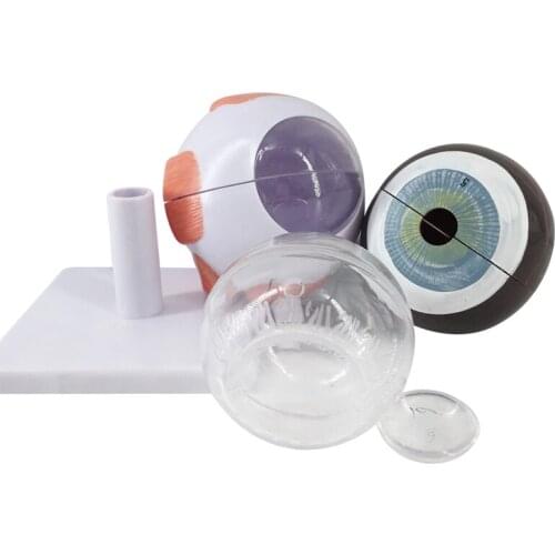 3X/6X Eyeball magnification eye anatomy model eyeball hierarchy structure Medical teaching model