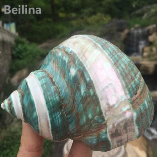Polishing Stripe Green Turban Natural shell Conch Fish Tank Aquarium Landscaping Home Decoraition Wedding Landscape Decor Gift