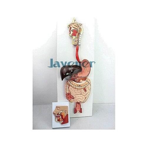 Life size Human Anatomical Anatomy Digestive System Medical Model