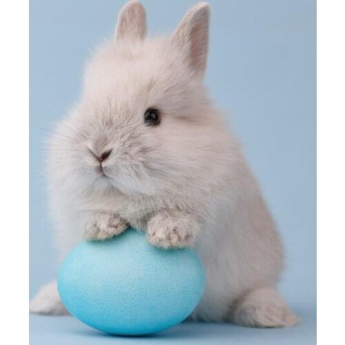 Easter Bunny Eggs Photography Photographic Background Custom Backdrop E190127A10