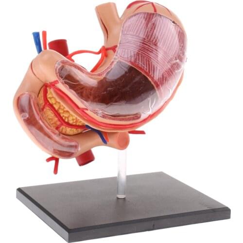 2:3 Human Stomach & Pancreas Organs Medicine Anatomical Model Anatomy Science Learning