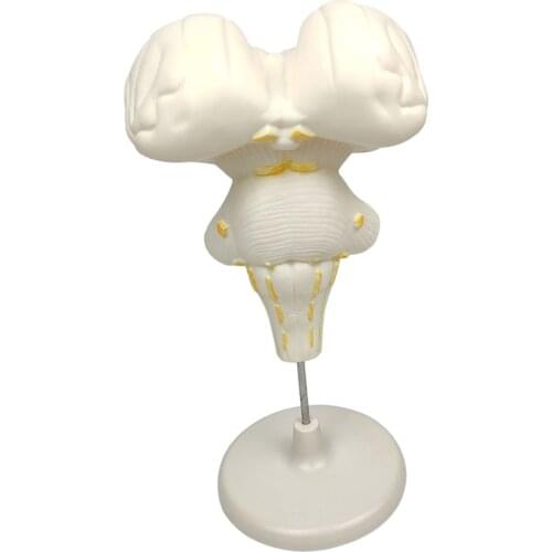 1pc Brainstem Structure Model 3D Classroom Study Teaching Aids Supplies