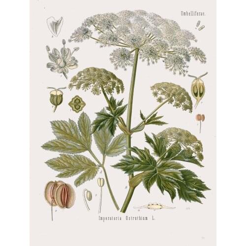 Botanical Herb Medicinal Masterwort Vintage Wall Sticker Silk Poster Art Light Canvas Home Decoration