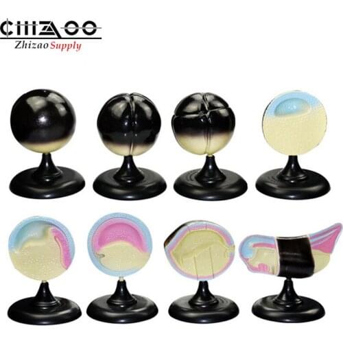 Frog Embryo Develop Biological Model