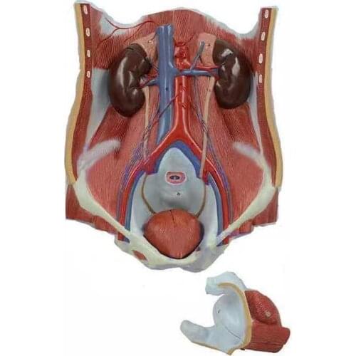 Human urinary system male and female kidney prostate bladder