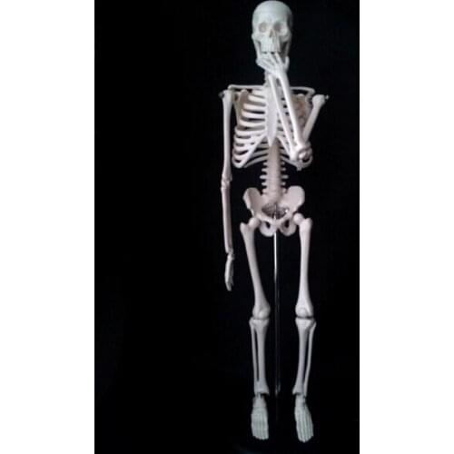 Free shipping 45cm human Removable anatomical manikin skeleton model solution