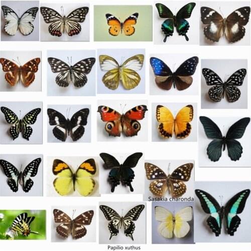1PCS/ Natural Real Beautiful Butterfly Specimens for Hobbies DIY Photo Frame or Home Wall sticker (Random shipments)