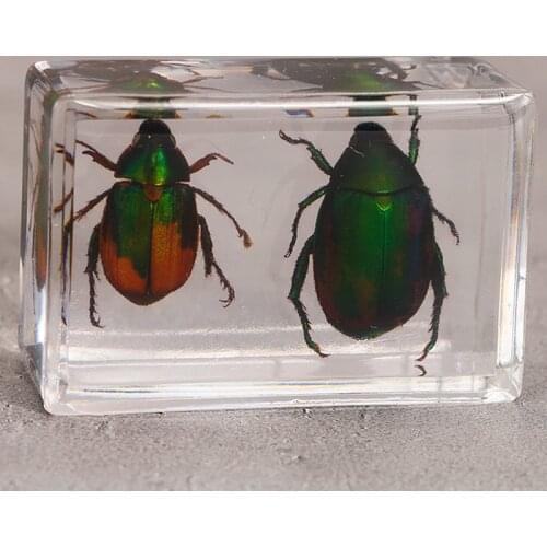 1piece Scarab Insect Specimen Ladybug Beetle In Clear Resin Educational Explore Instrument School Teaching Supplies 44x29x2MM