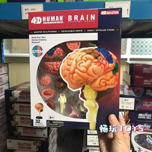 Mini Human BRAIN MODEL 32 Parts 4D MASTER HUMAN ANATOMICAL MODELS DIY TOYS BODY ANATOMY EDUCATIONAL TOOL