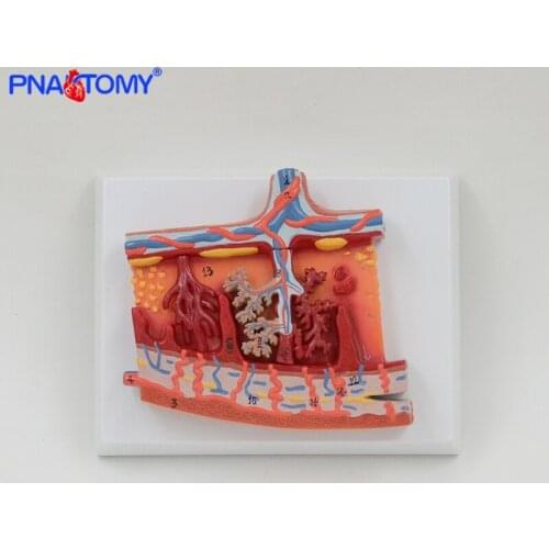 Human placenta and maza anatomy model enlarged medical teaching tool with base hospital used PNATOMY