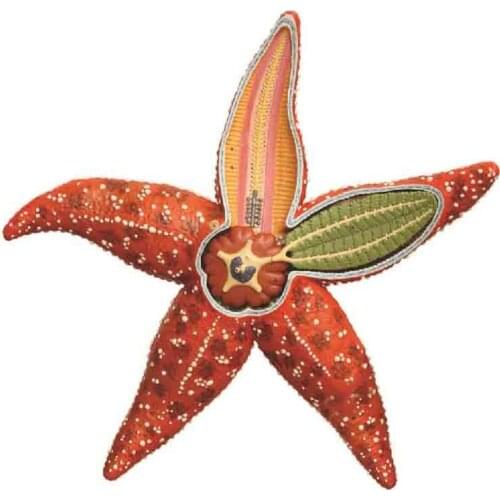 Starfish model