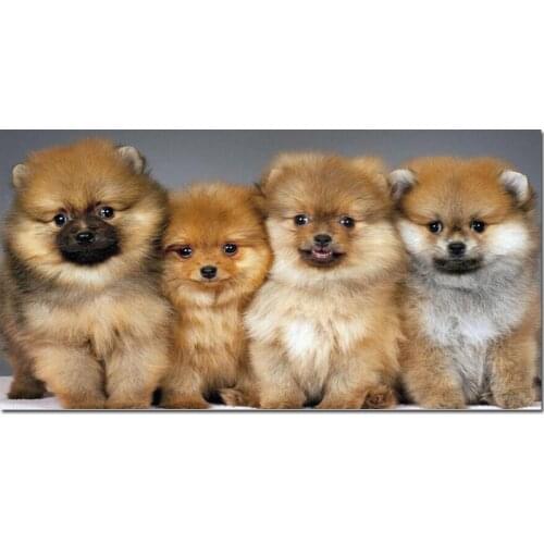 Kids Room decoration diamond embroidery full square round drill Large size puppies pomeranian 5d diamond painting L843