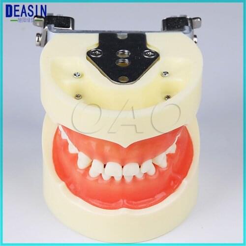 Dental Tooth Teeth Anatomical Anatomy Model Children Dental Model for frasaco / kavo head model