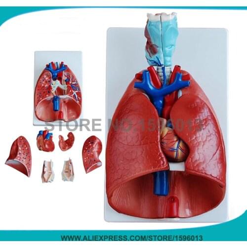 7-Part Lung model with Larynx and heart,Anatomical Lung heart model