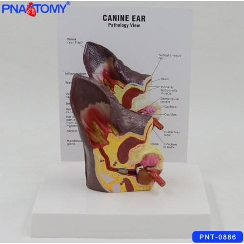 Canine ear model dog ear anatomy model with card and base animal anatomical model medical gift life size hospital used PNATOMY