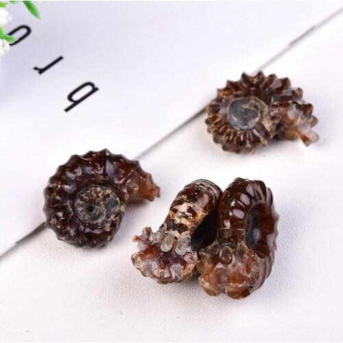 Wholesale Natural Jade Conch Rock Mineral Specimen Furnishing Articl Home Decoration Fashion Reiki Healing DIY Gift Souvenir 1PC