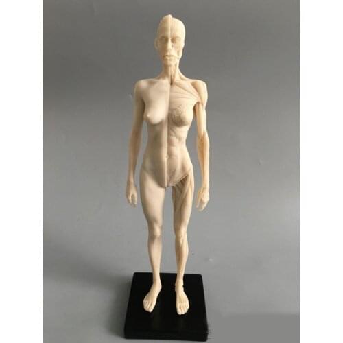 30cm Art mannequin musculoskeletal anatomical model structure of human body model CG Art Painting Sculpture model male/female