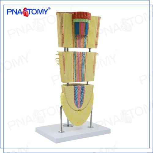 Plant root model Dicotyledon root crown model Cell structure Biological teaching anatomical model free shipping
