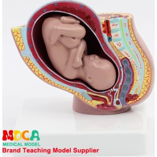 Embryo pelvic cavity model midwifery teaching birth control medical didactical MPT001