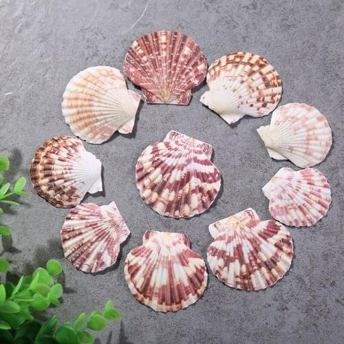 HappyKiss 20pcs Scallop natural color pattern shell conch fish tank seascape decoration Mediterranean style crafts 4-7cm